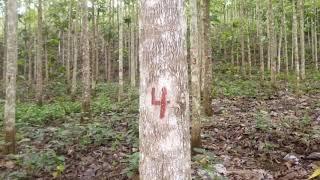 Teak Farm For Sale in Coclé