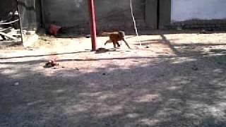 pafwa park monkey 2