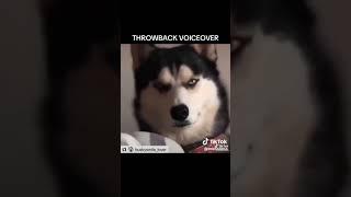 EVIL DOG VOICEOVER!! 