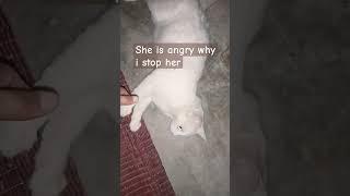 angry cat videos | i didn't give maggie noodles now she is angry | #cat #catlover #kitten #cute