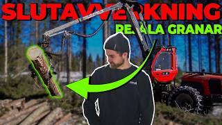 Komatsu 901 C93 | FINAL FELLING IN DENSE SPRUCE FOREST