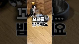 아기고양이 배고플땐 이렇게 #고양이사료 #고양이간식추천 #오레오래용