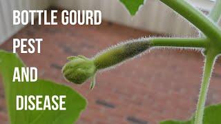 How to deal with bottle gourd plant disease and pest control