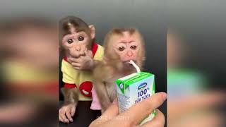 Cute Baby Animals Videos Compilation | Funny and Cute Moment of the Animals #10