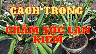 Cách trồng chăm sóc lan kiếm.