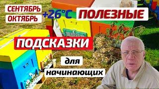 Пасека в сентябре и в октябре Как правильно подсадить плодную матку