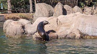 #32 scene of sea lions serenity kala'svlog