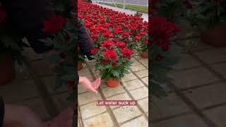 Pot Flowers Watering Techniques #satisfying #short