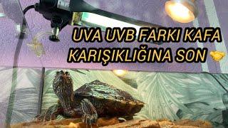 Su kaplumbağası UVA UVB Lambası hangisi ne için gerekli?