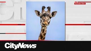 New giraffe arrives at Wilder Institute/Calgary Zoo after trans-Canada trip