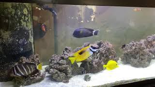 New yellow tang - saltwater aquarium fish add