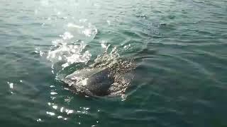 Big shark show himself at Koh Rong