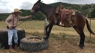 Negotiating Obstacles. “The Mule, The Myth, The Legend, JASPER!!”