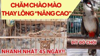 CHĂM CHÀO MÀO THAY LÔNG CHUYÊN SÂU - NHANH SẠCH KHỎE - ĐÍT LUÔN ĐỎ CHÓI