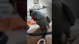 chatting with his favorite bag #bird #parrot #cuteanimals #birdshorts #petparrot #cutebirds