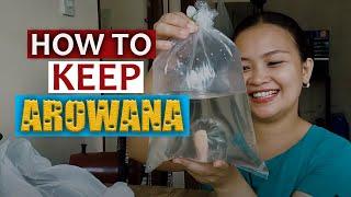 AROWANA FISH CARE GUIDE