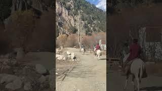 Donkey race competition in Nuristan  lol