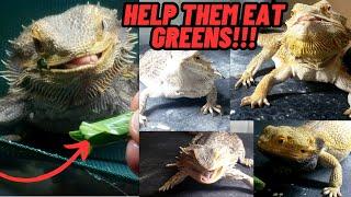 HELP BEARDED DRAGONS EAT GREEN VEGGIES! REPTILE LIZARD TRICKS