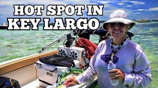 LOCATION HOT SPOT OCEAN SANDBAR KEY LARGO
