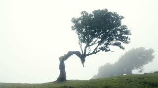 Paraguay’s Corazón Verde - Protecting the Beating Green Heart of South America