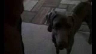 dog chasing laser pointer