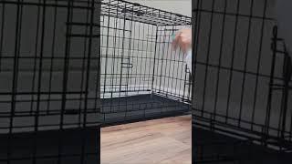 Pet Odor Eliminator!