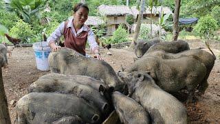 Harvest corn garden and take care of pets - Phùng Thị Chài