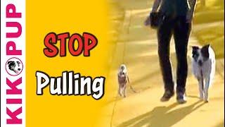 Train your dog to STOP pulling on leash