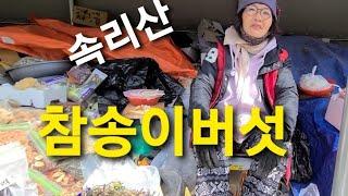 속리산 참송이버섯