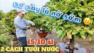 2 cách tưới nước kết hợp 15/10 âl Út Đực cảnh báo thời tiết khắc nghiệt sơ sẩy mai rất dễ bị nở sớm