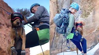 Adventurous Dog Rappels Down Canyon With Owners