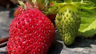 Strawberry picking season