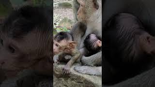 #monkey #shorts