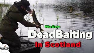 Pike Fishing In Scotland using Deadbaits