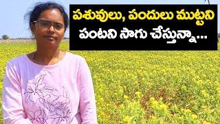 Safflower Cultivation|Safflower Farming|Kusuma Sagu In Telugu|Kusuma Sagu Vidhaanam.