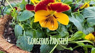 Planting up a STUNNING hanging basket of pansies + how to keep them THRIVING