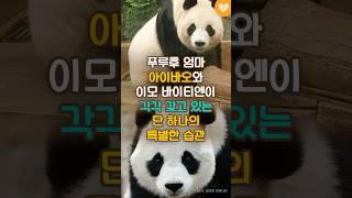 푸루후 엄마 아이바오와 ‘예쁜 이모’ 바이티엔이 각각 갖고 있는 ‘단 하나의 특별한 습관’ #shorts #아이바오 #푸바오