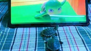 Turtles kyu dhekte hai cartoon | turtles ka masti time jarur dhekiye #lifeofjitenanuvlogs #vlog