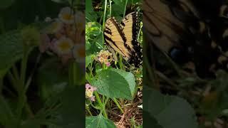 #Tigerbutterfly