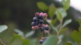 Agro Health and Cooperation - Blueberry from the Northern Plateau of SC