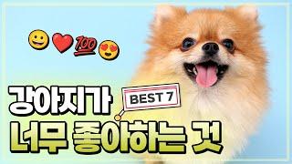 강아지가 너무 좋아하는 것 7가지