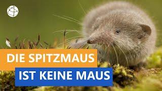 Die Spitzmaus ist keine Maus - Das kleine 1x1 der Artenkunde | Planet Schule