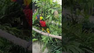 Lorikeet Calls are Adorable!