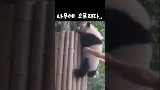나무에 오르려다.. #판다 #다판다 #shorts