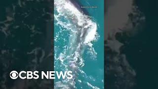 55-foot fin whale with deformed spine spotted near Spanish coast #shorts