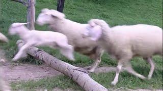 [10 Hours] Ultimate Sleep Sheep Video - Sheep Sound Only [1080HD] SlowTV