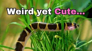 The Cutest yet Strangest Bottom Feeder: Fish Feature ep.5 Kuhli Loach