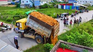 Start New Project Landfill Flooded Develop !! Bulldozer KomatSu Push soil ,Truck 5Ton Unloading soil