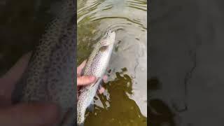 JDM Ultralight Trout Fishing - Western NC Great Smoky Mountains #troutfishing #rainbowtrout