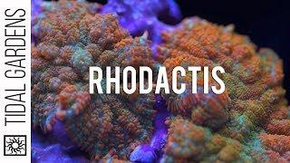 Rhodactis Mushrooms!  Great for beginners and high end coral collectors!